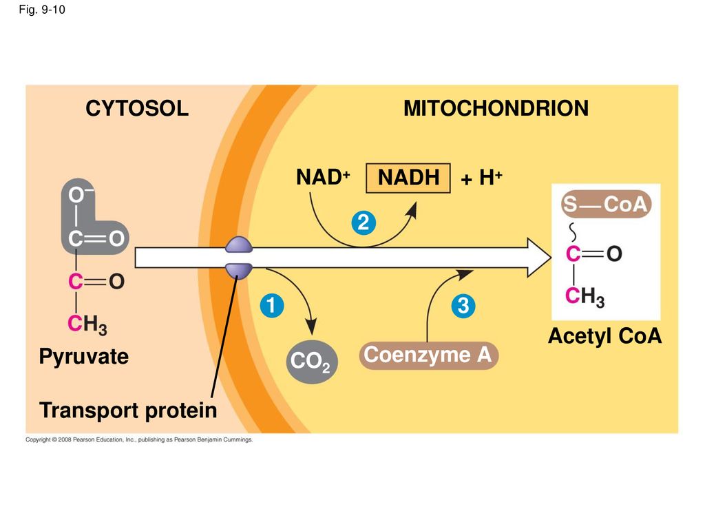 CYTOSOL MITOCHONDRION NAD+ NADH + H Acetyl CoA Pyruvate