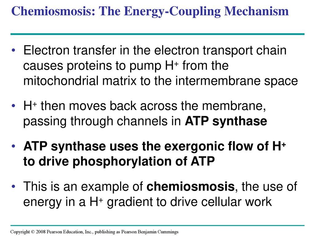 Chemiosmosis: The Energy-Coupling Mechanism