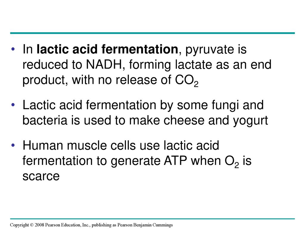 In lactic acid fermentation, pyruvate is reduced to NADH, forming lactate as an end product, with no release of CO2