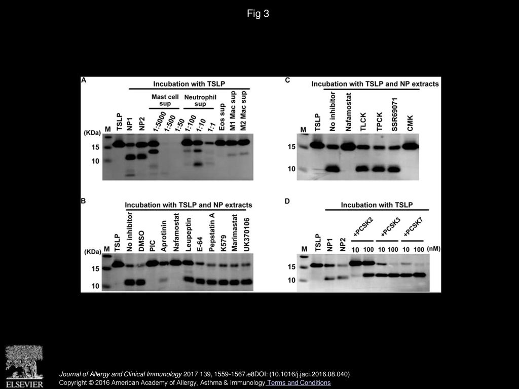 Proprotein Convertases Generate A Highly Functional Heterodimeric Form 