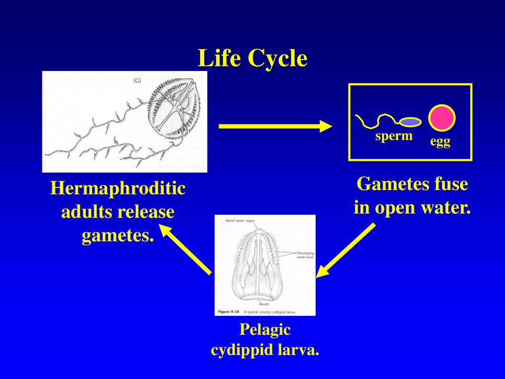 Class Anthozoa polyp body form ONLY all marine Biology Diagrams