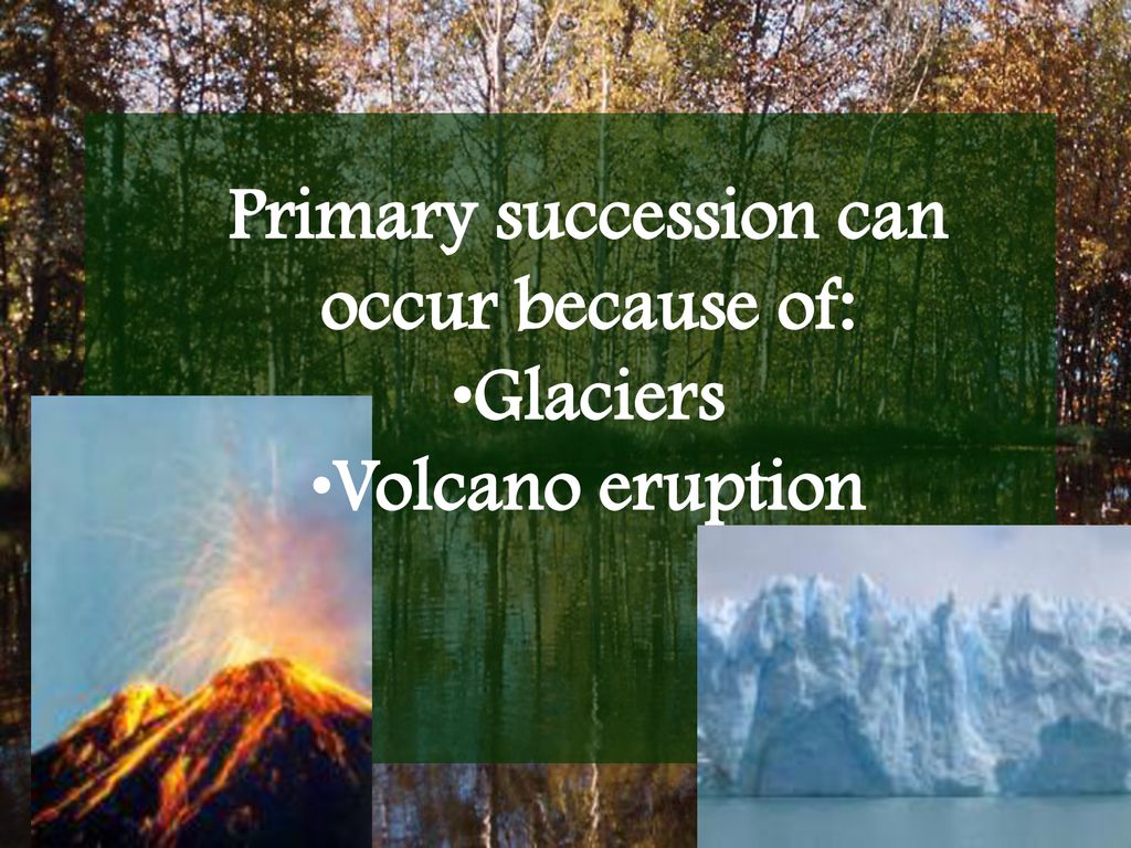 Ecological Succession Ppt Download