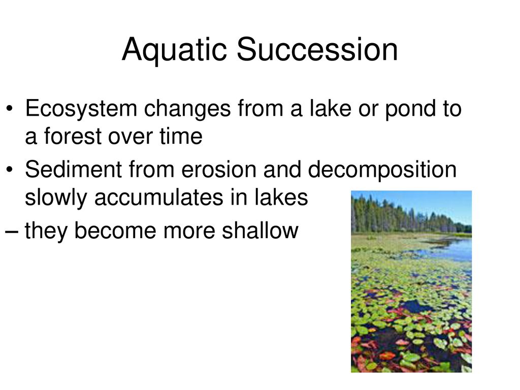 Aquatic Succession Ecosystem changes from a lake or pond to a forest over time. Sediment from erosion and decomposition slowly accumulates in lakes.