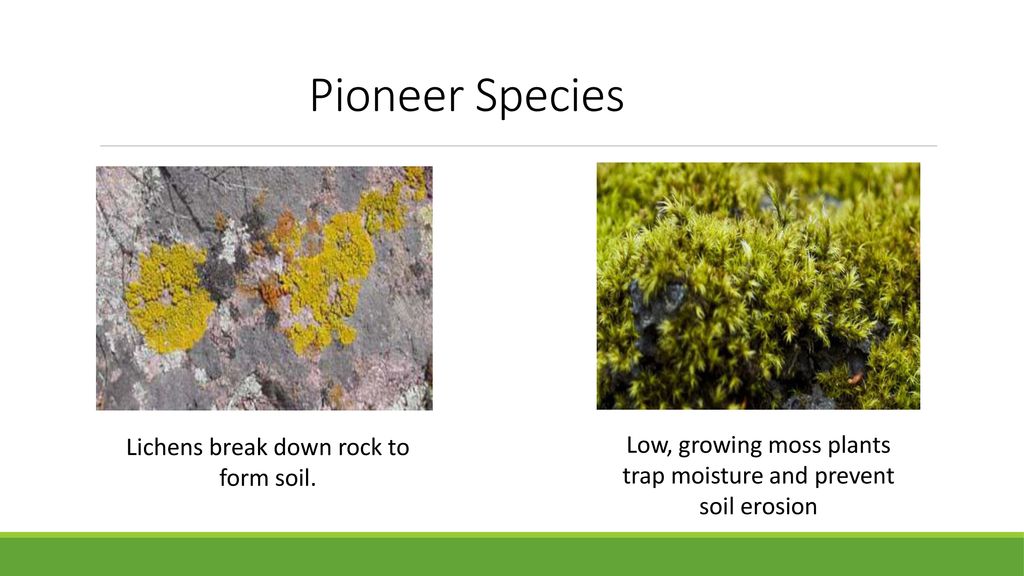 primary succession lichens