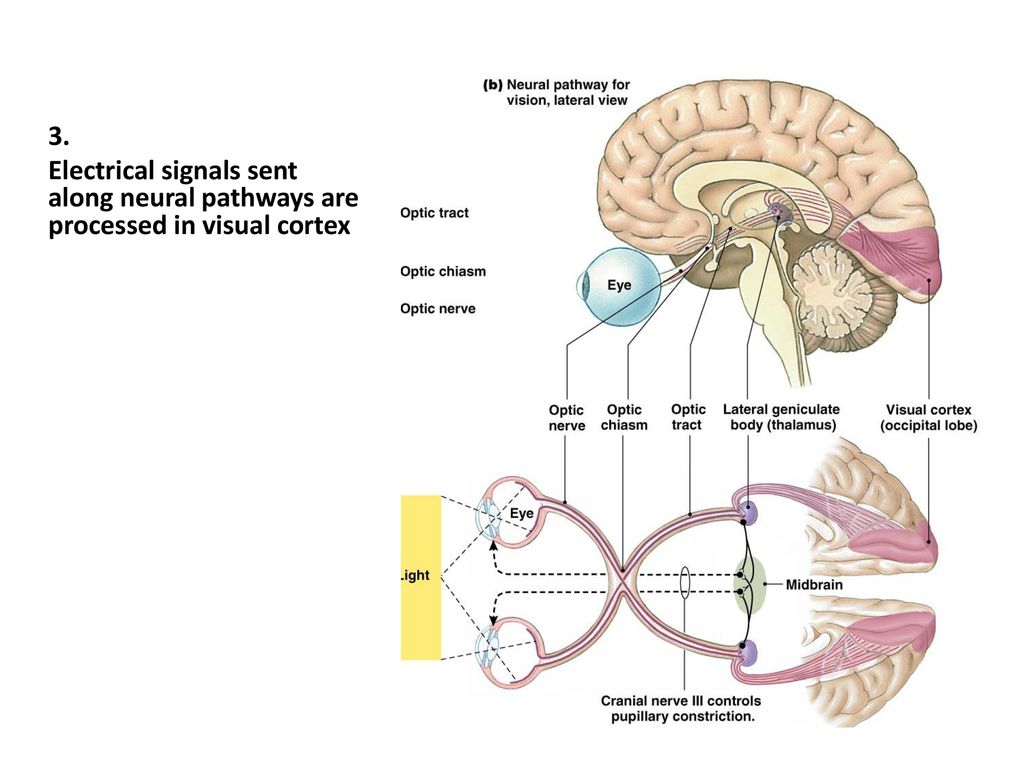 3. Electrical signals sent along neural pathways are processed in visual cortex