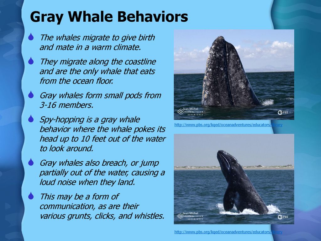 Gray Whales Migration