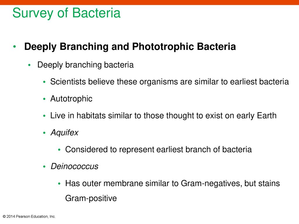 Survey of Bacteria Deeply Branching and Phototrophic Bacteria