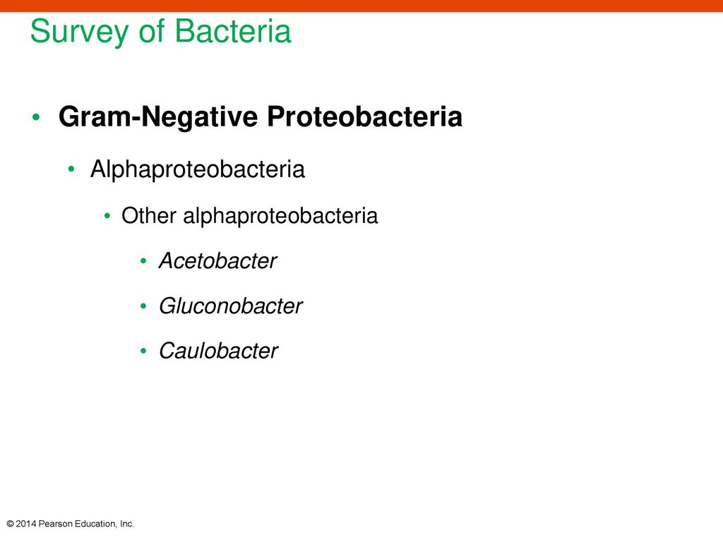 Survey of Bacteria Gram-Negative Proteobacteria Alphaproteobacteria