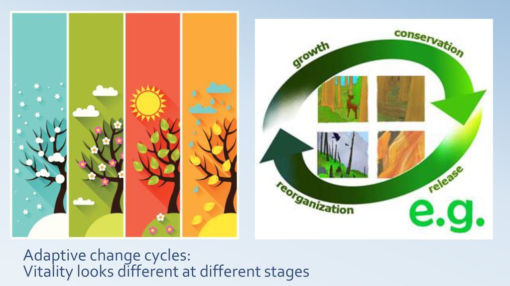 Adaptive change cycles: Vitality looks different at different stages