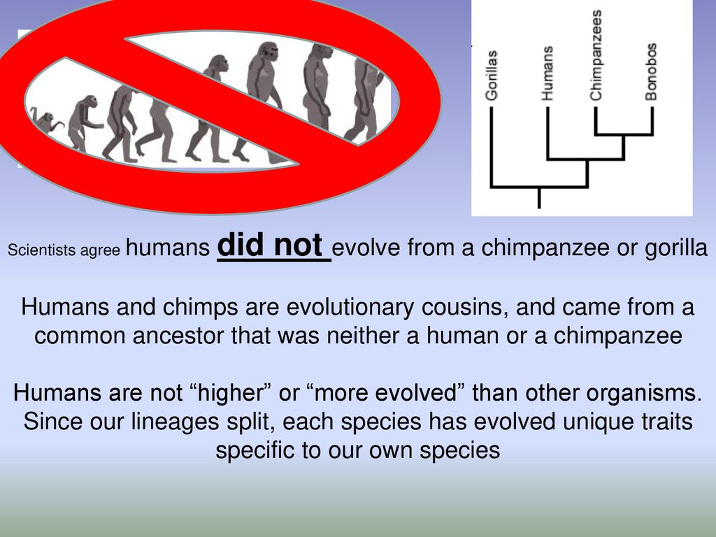 What is biological Evolution? - ppt download