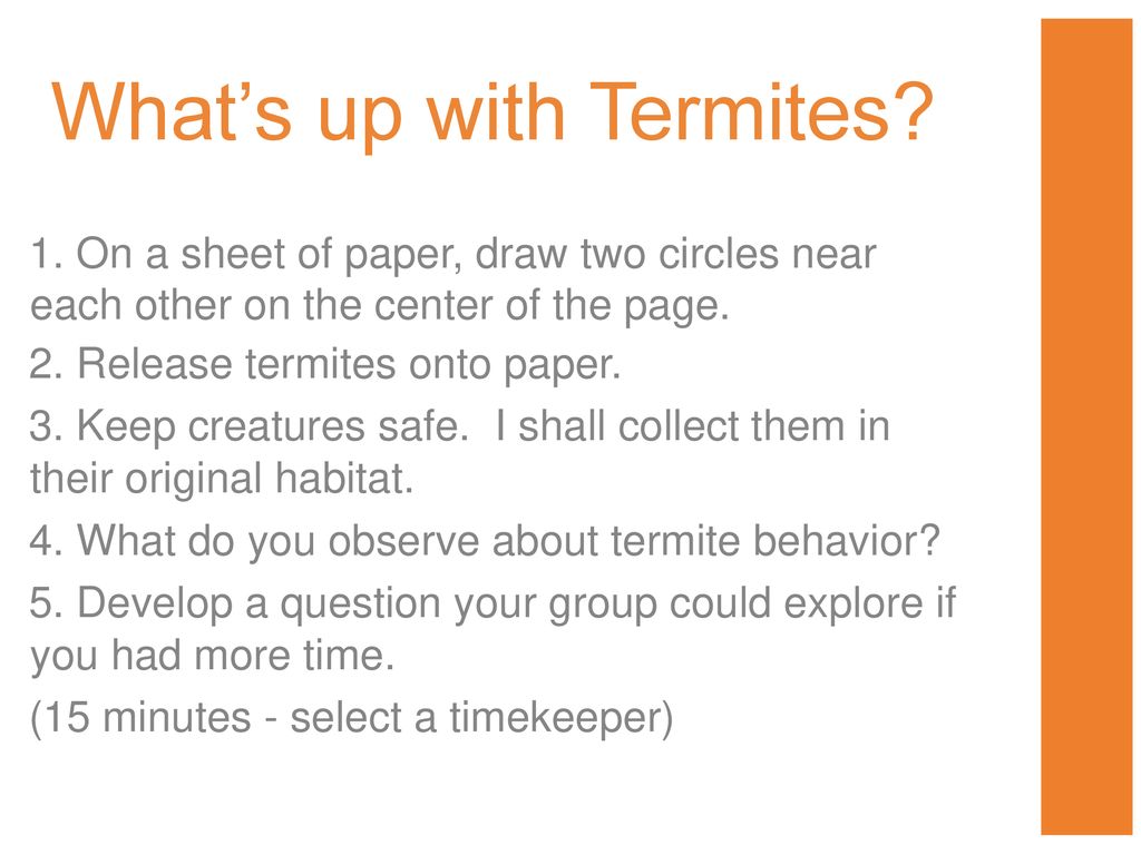 What’s up with Termites