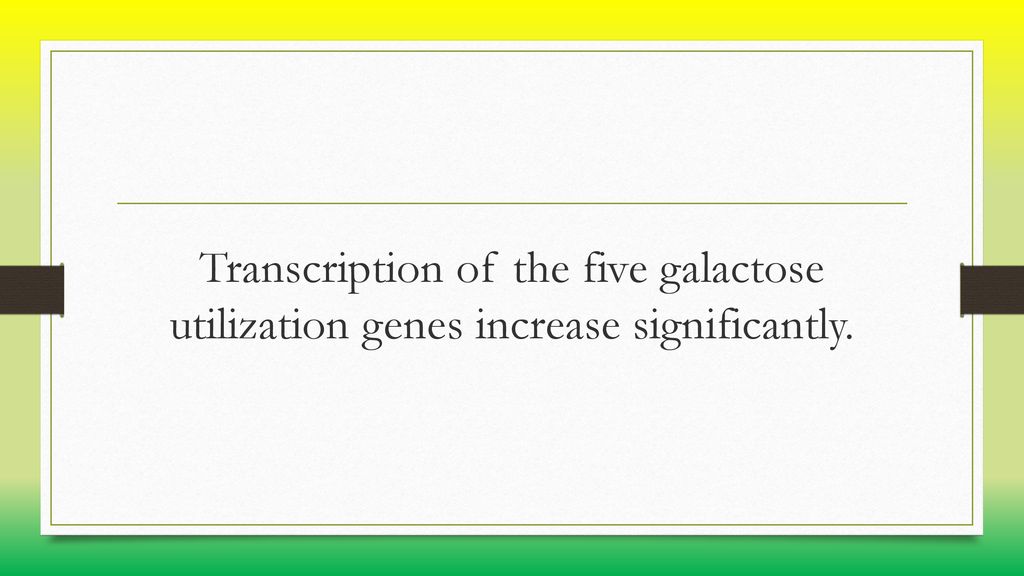 Transcription of the five galactose utilization genes increase significantly.