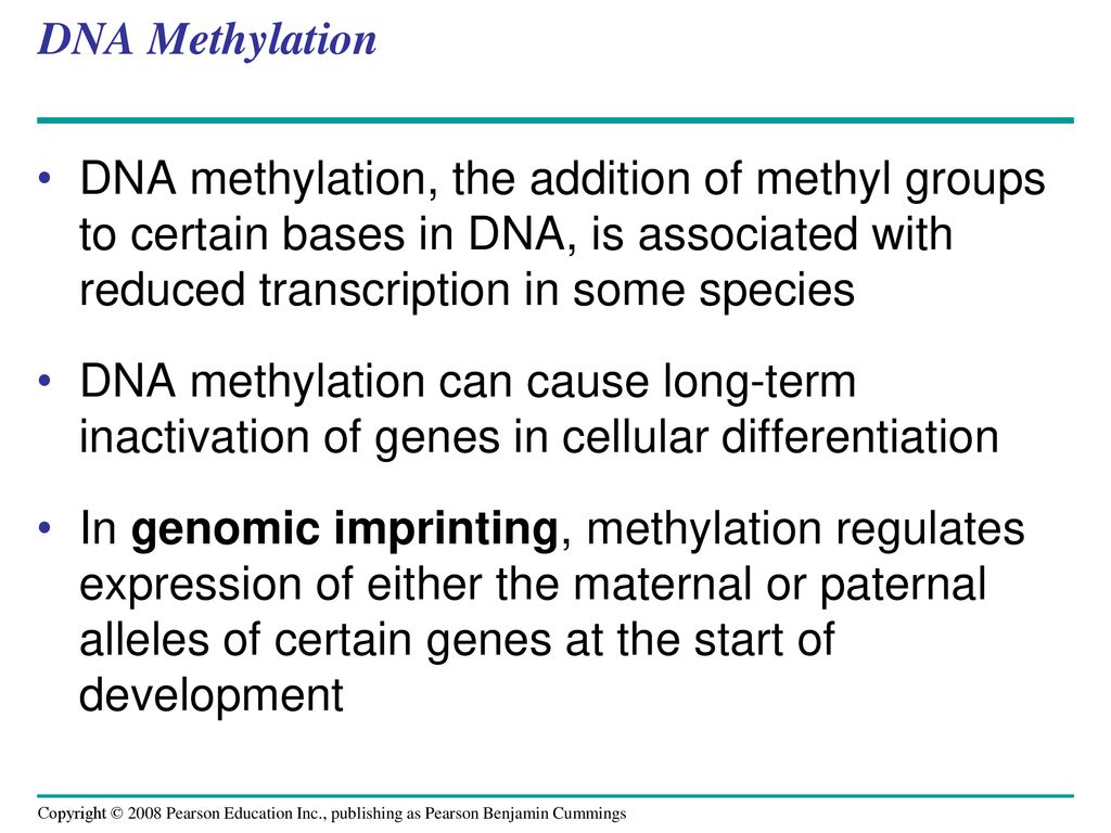 DNA Methylation DNA methylation, the addition of methyl groups to certain bases in DNA, is associated with reduced transcription in some species.