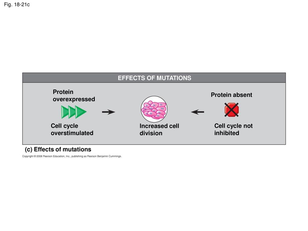 (c) Effects of mutations