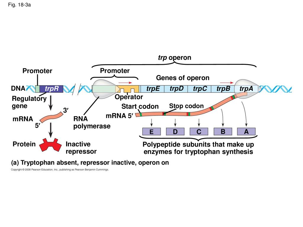 Polypeptide subunits that make up enzymes for tryptophan synthesis