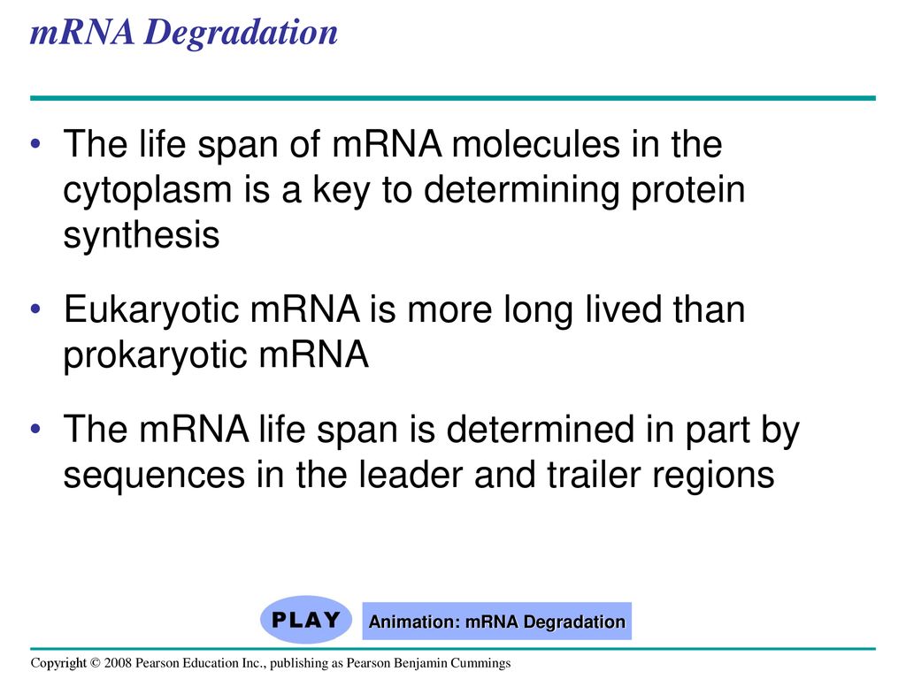 Animation: mRNA Degradation