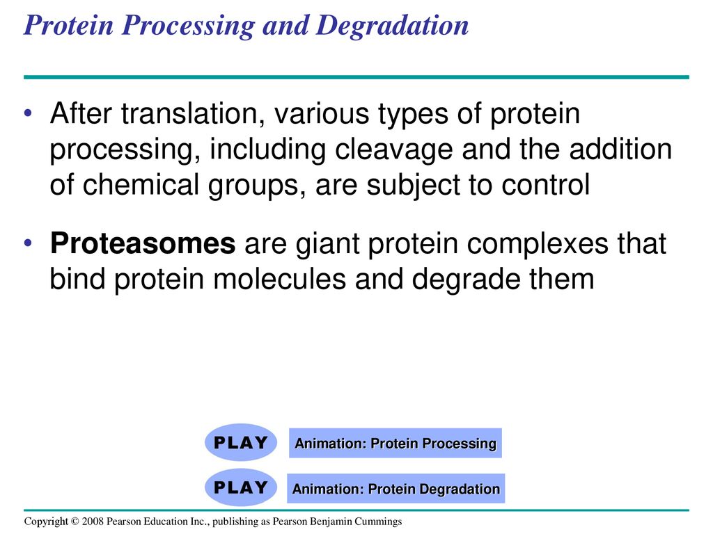 Protein Processing and Degradation