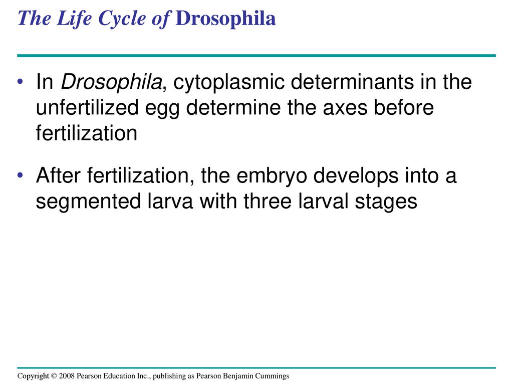 The Life Cycle of Drosophila