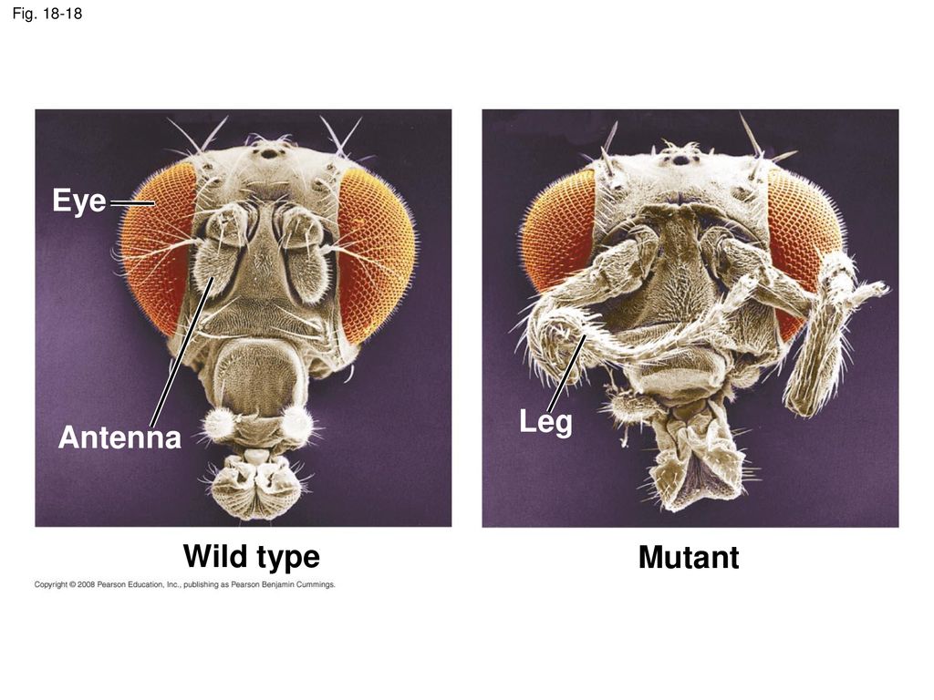 Eye Leg Antenna Wild type Mutant Fig