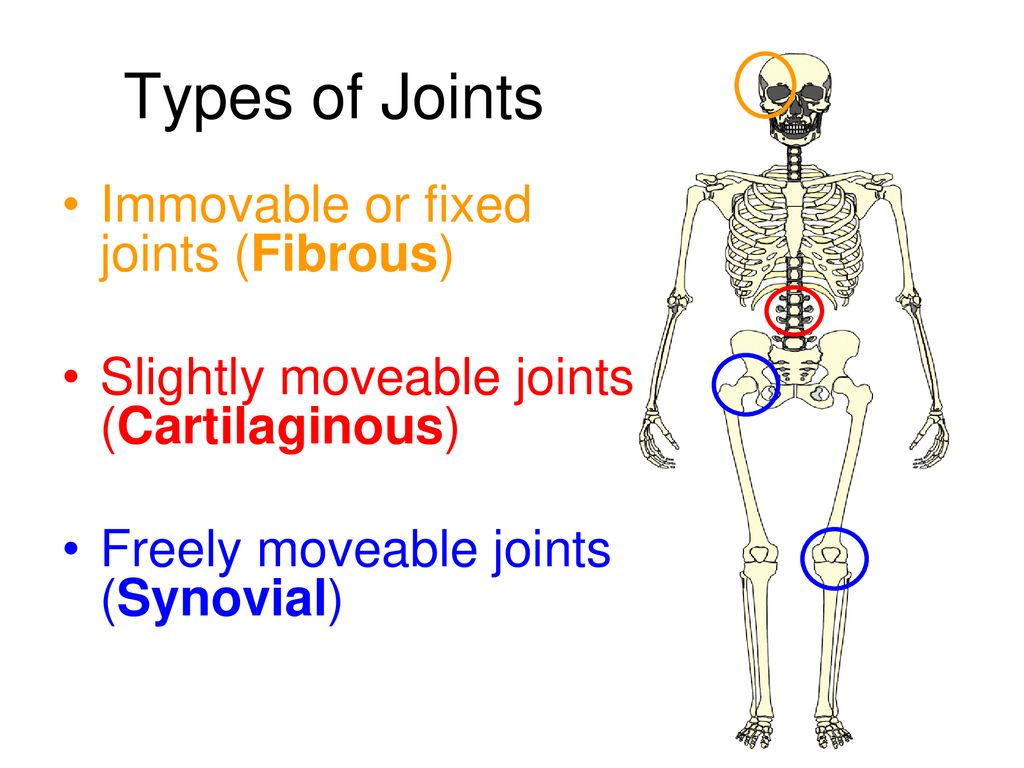 The Skeleton Joints And Movement Joint Articulation Ppt Download