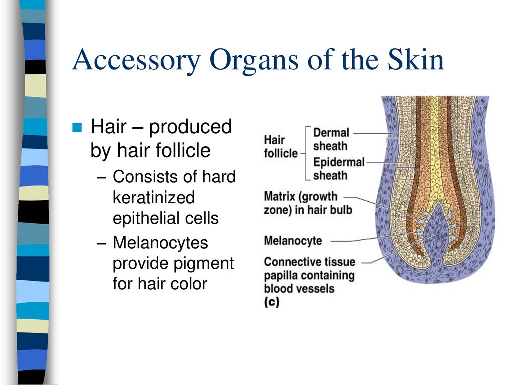 Skin and Body Membranes - ppt download