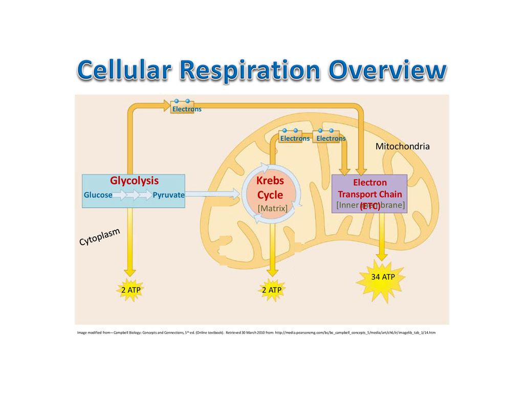 Cellular Respiration. - ppt download