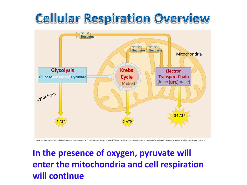 Cellular Respiration. - ppt download