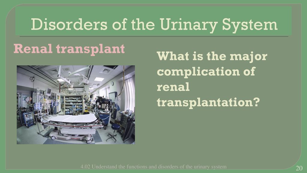 Disorders Of The Urinary System - Ppt Download