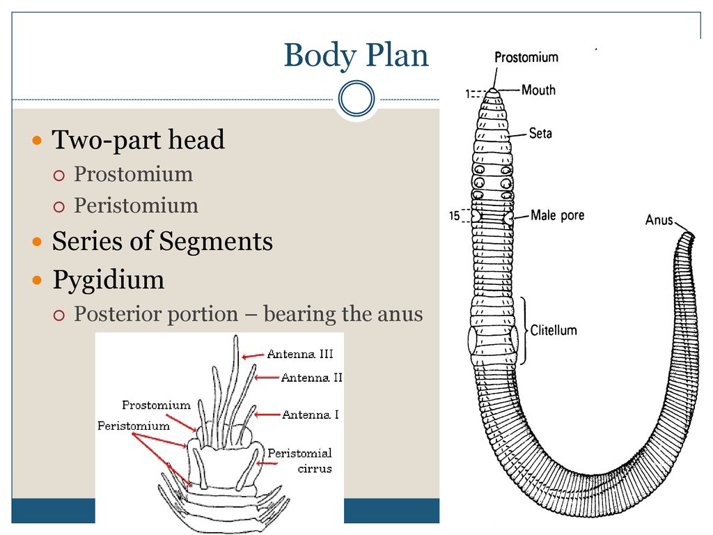 Explain the circulatory system of Mollusks - ppt download