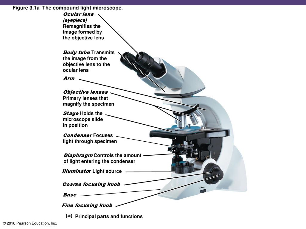 Observing Microorganisms through a Microscope - ppt download