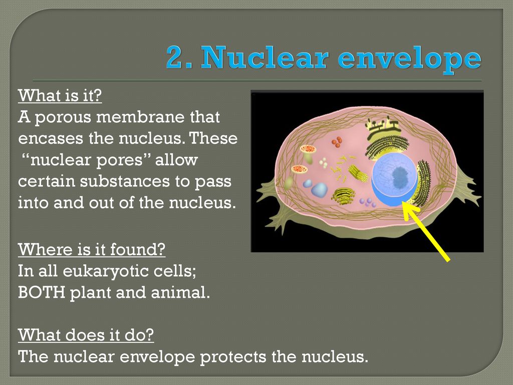 CELLS All images courtesy of Biology Diagrams