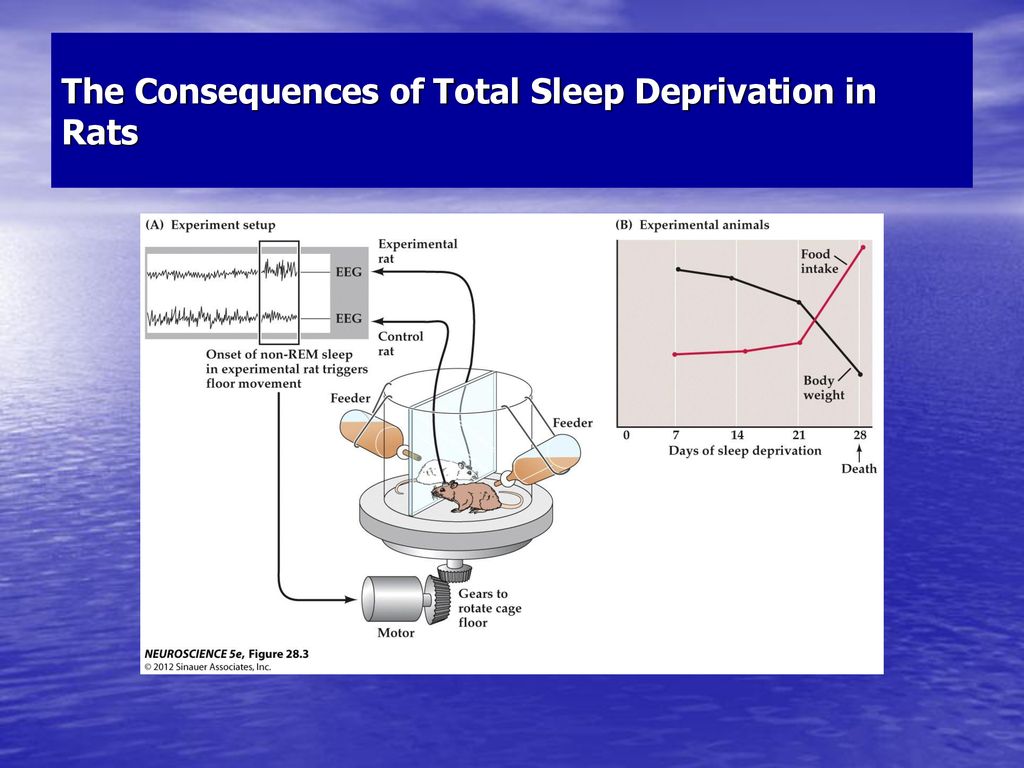 The Duration of Sleep. - ppt download