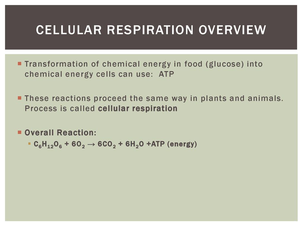 Photosynthesis and Cellular Respiration - ppt download