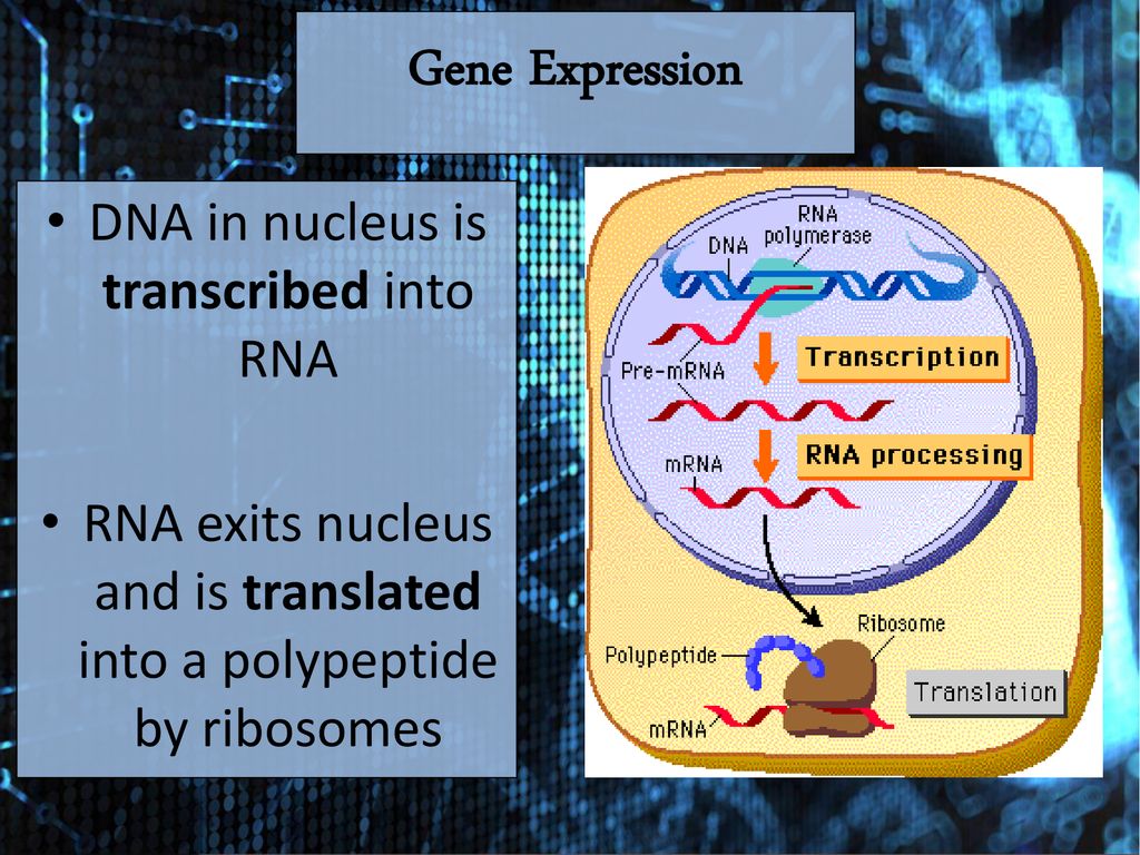 Timing and Development of Growth Biology Diagrams