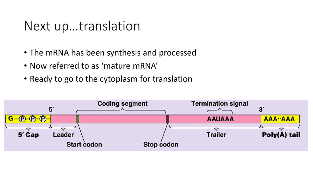 Next up…translation The mRNA has been synthesis and processed