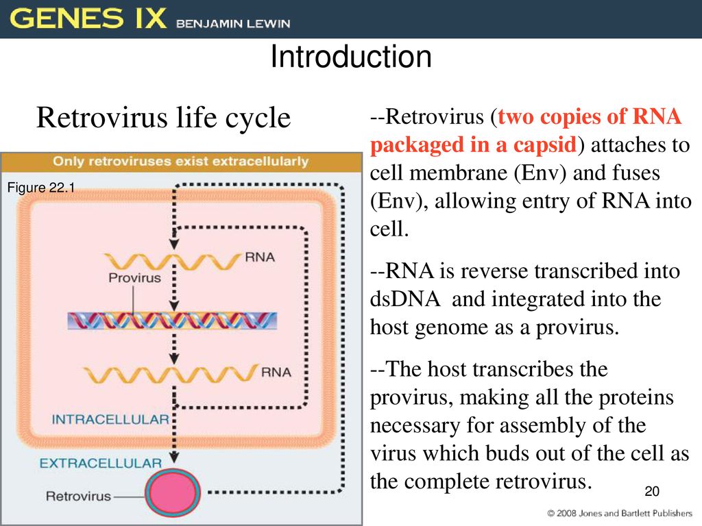 Introduction Retrovirus life cycle