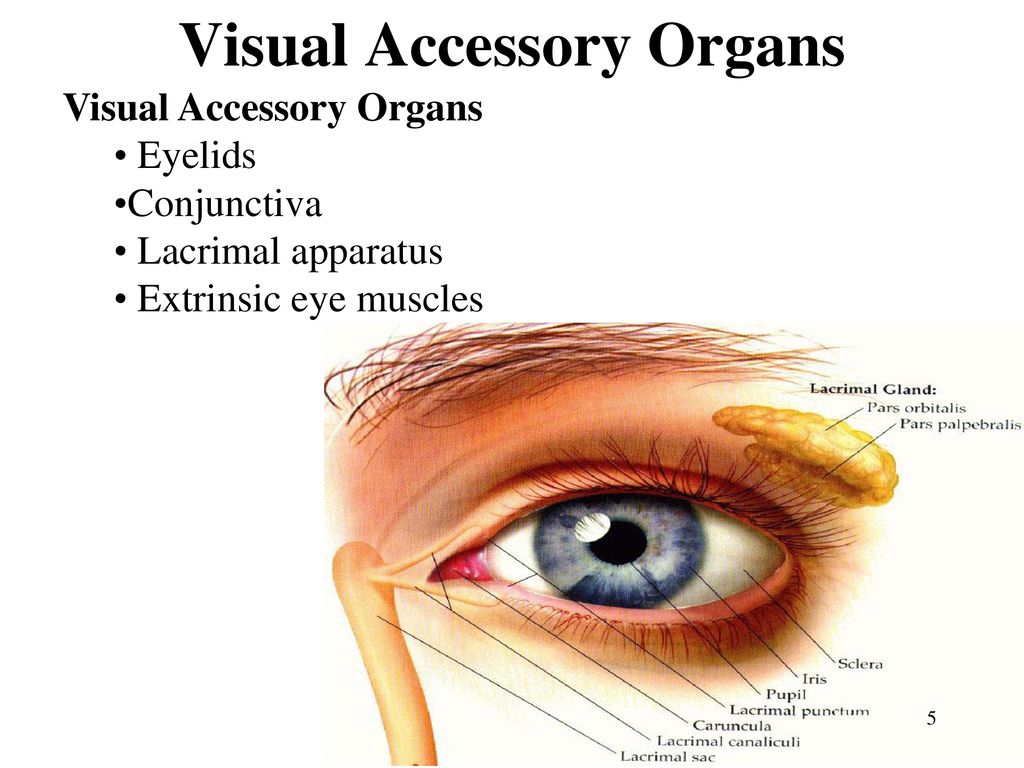12.4 Accessory Organs of the Eye ppt download