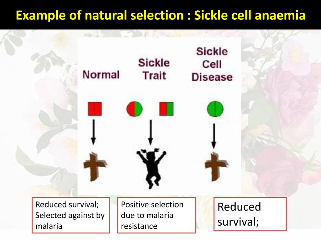 Variation and selection ppt download