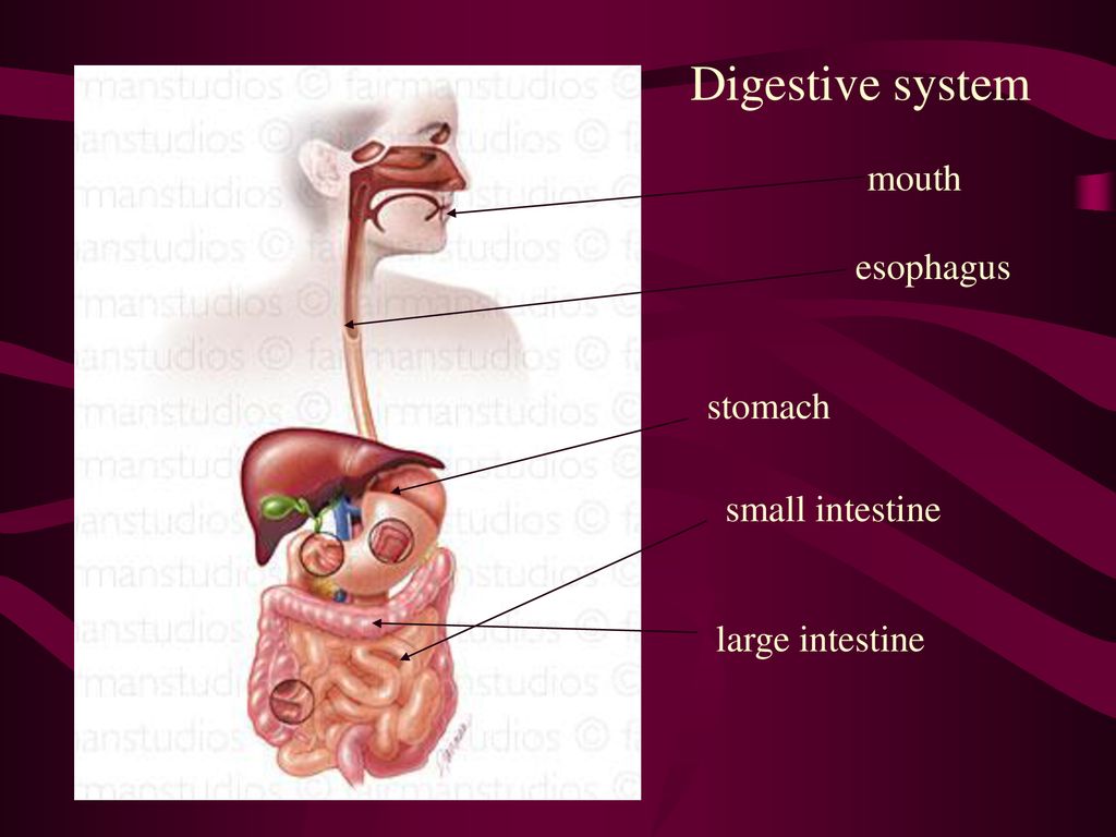Digestive system mouth esophagus stomach small intestine