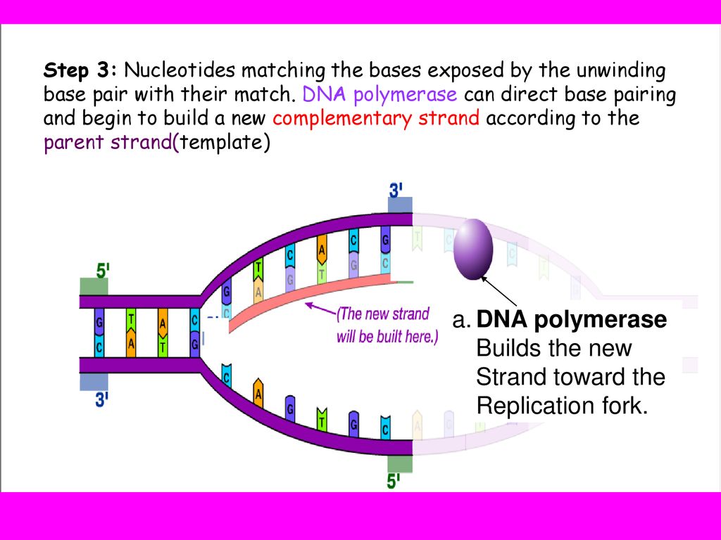 Chapter 122 DNA Replication and Chromosomes ppt download