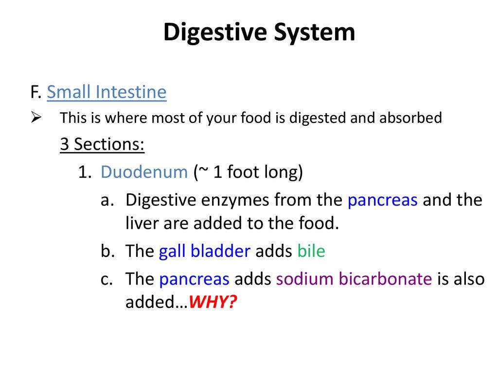 Digestive System F. Small Intestine Duodenum (~ 1 foot long)