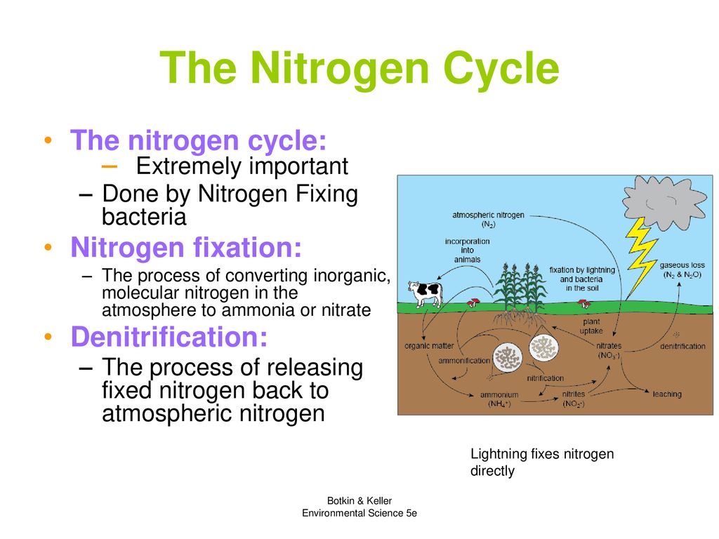 The Biogeochemical Cycles - ppt download