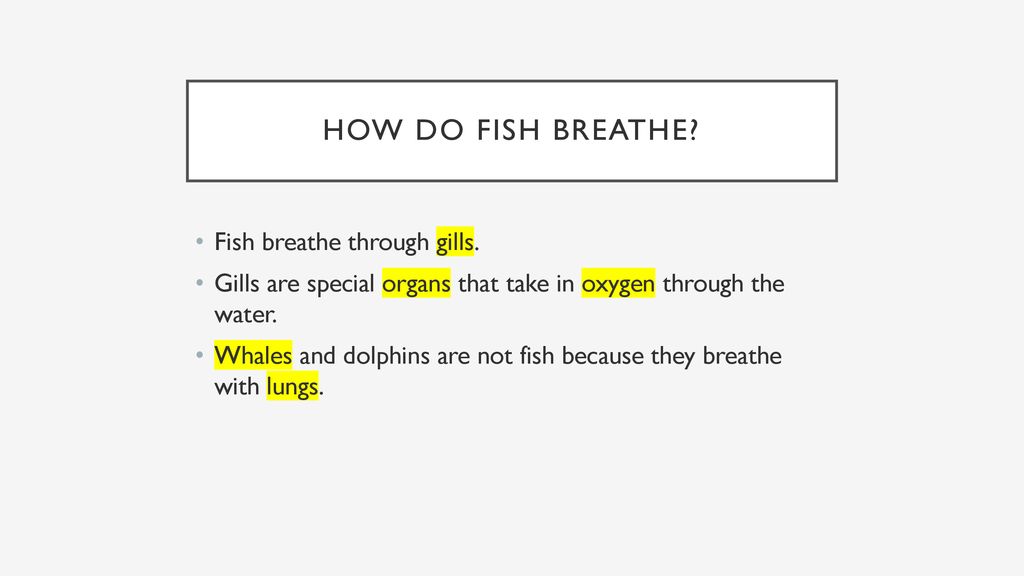 Classifying Vertebrates: FIsh - ppt download