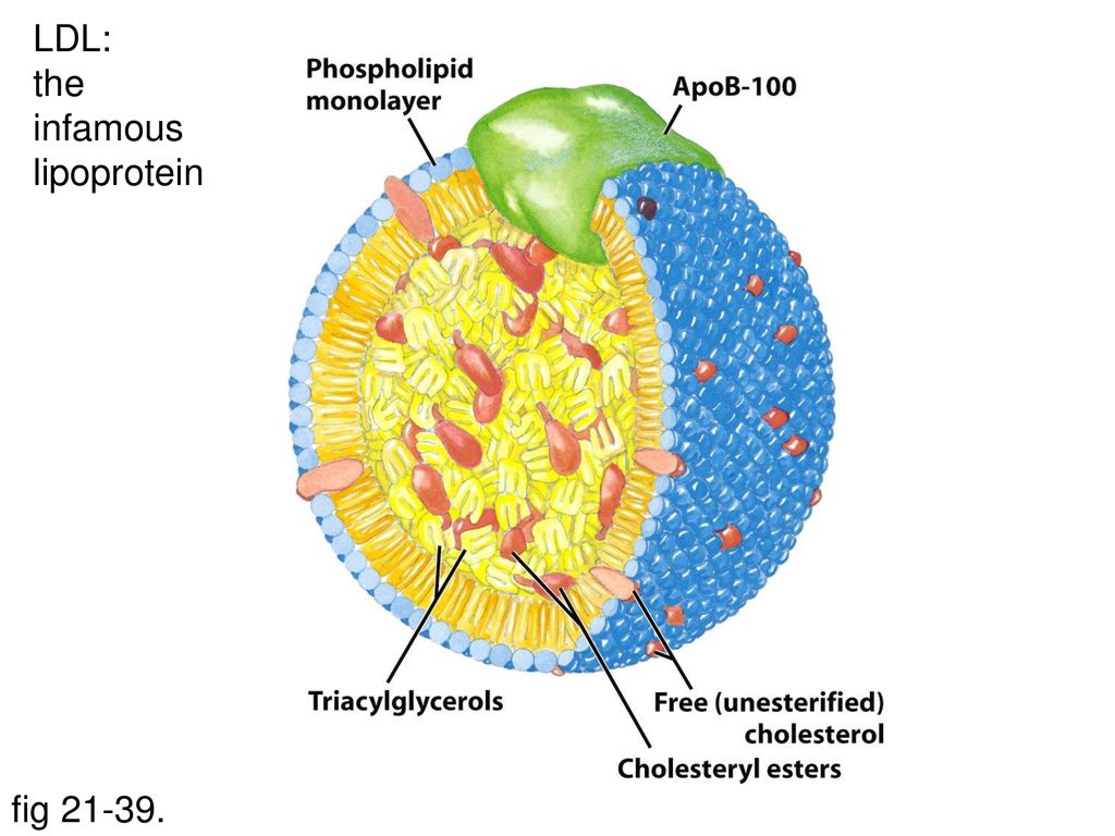 Липопротеин а. Липопротеин. Аполипопротеин b 100. Lipoprotein structure. LDL.