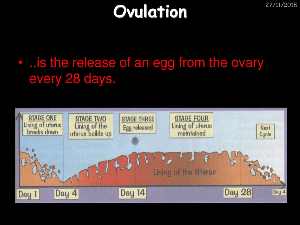 Ovulation ..is the release of an egg from the ovary every 28 days.