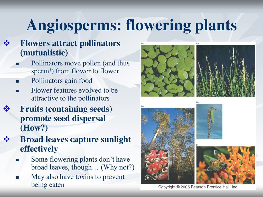 The Diversity of Plants - ppt download