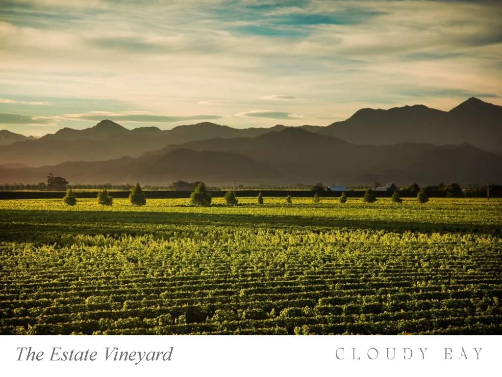 Cloudy Bay Winery in New Zealand Stock Photo - Image of plant, vineyard:  196698398