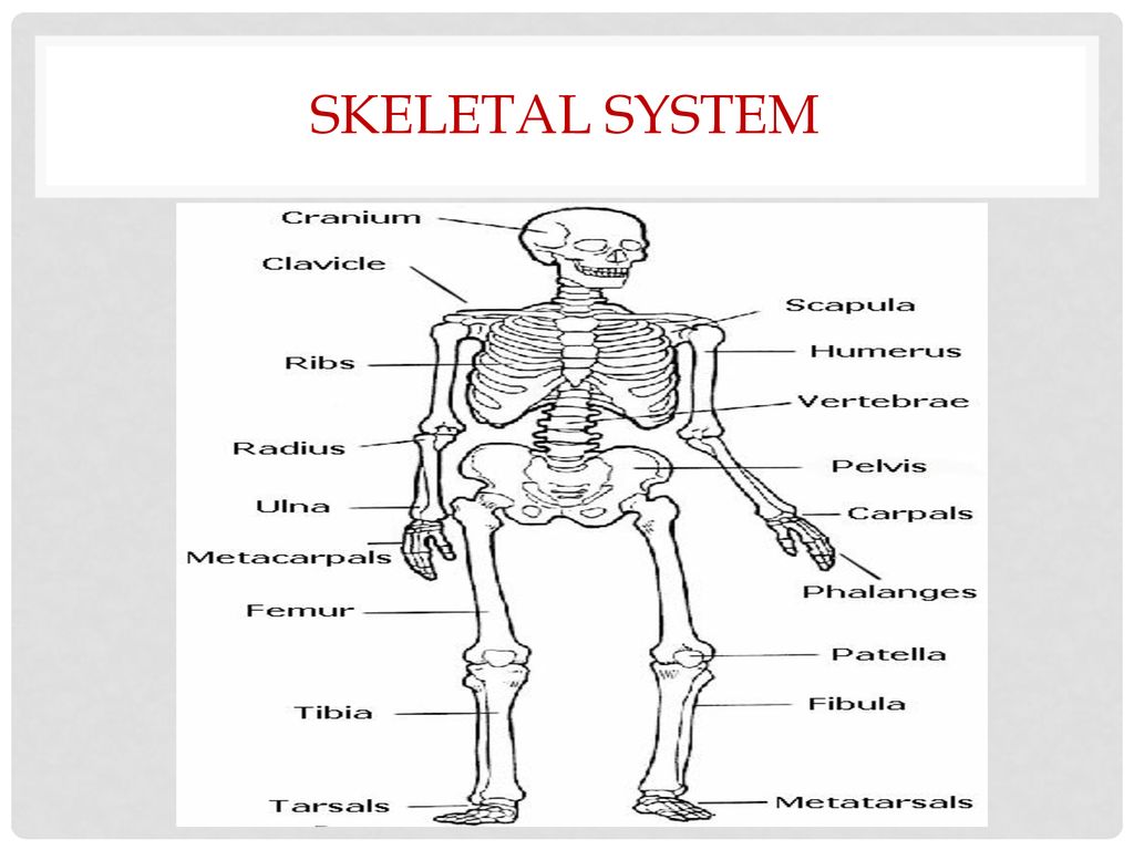 A review of the functions and purpose of all body systems Biology Diagrams