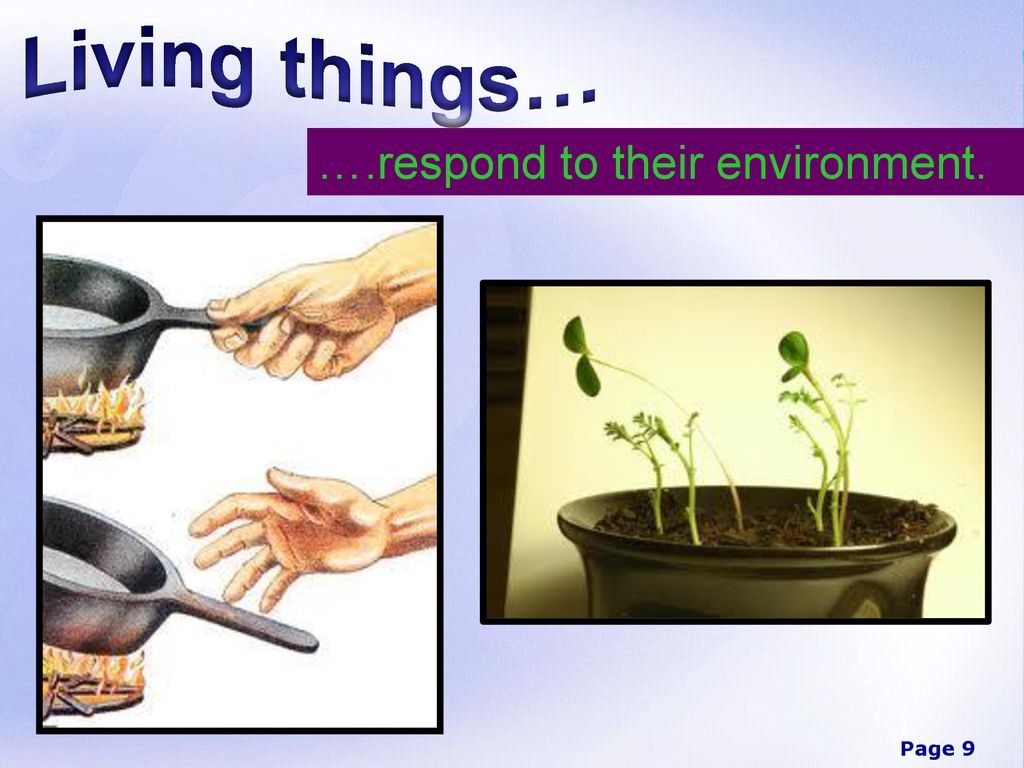 Introduction to life ppt download