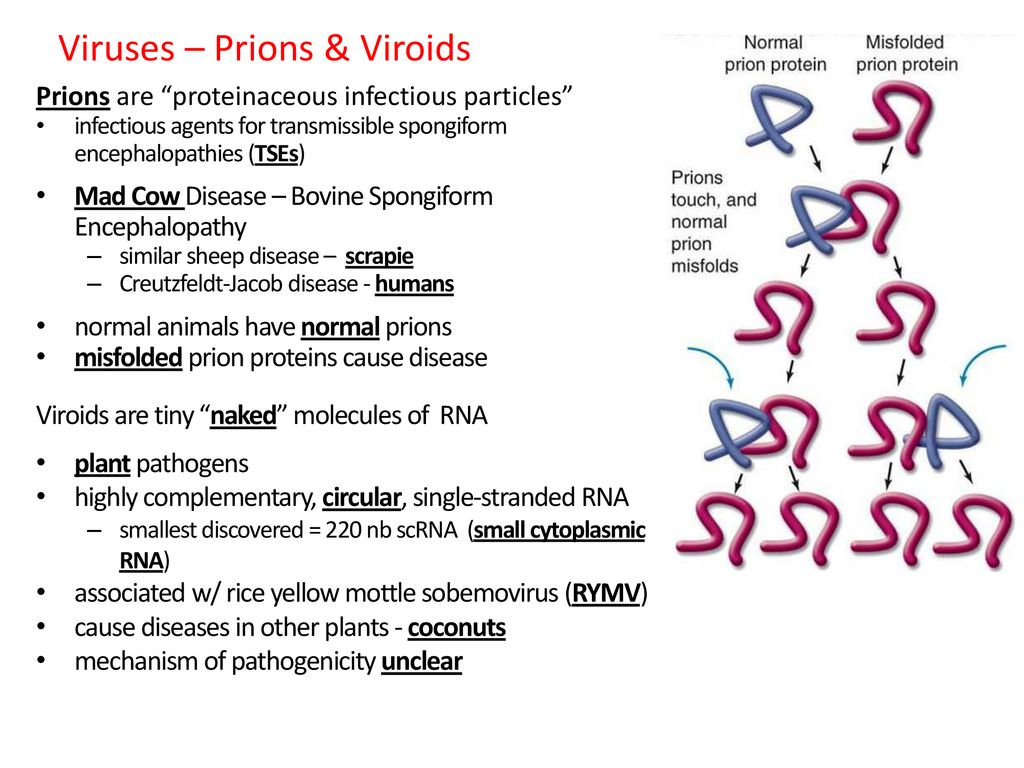 Chapter Evolution Of Microbial Life Ppt Download